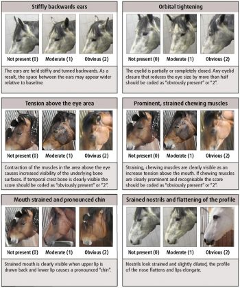 Figure 2. The Horse Grimace Scale, scored according to whether the indicator is not present (score of 0), moderately present (score of 1) or obliviously present (score of 2). Source: Dalla Costa et al, 2014.