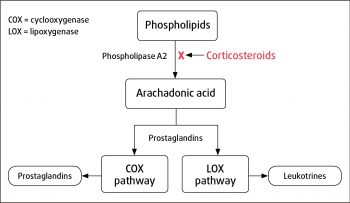 Figure 4. Schematic representation of site of action of corticosteroids.