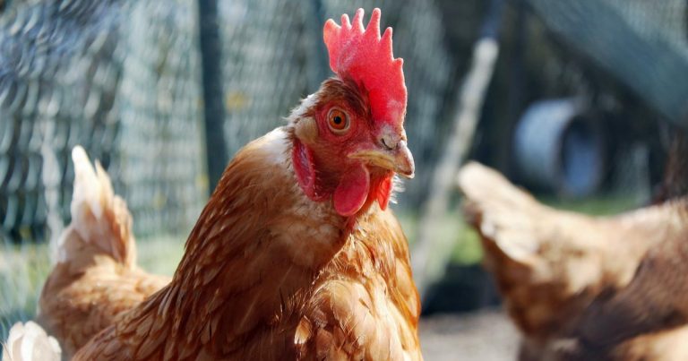 chicken immune repertoire sequencing chicken immune repertoire sequencing