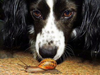 Dog and snail