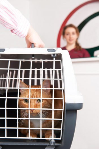Cat in box at vets