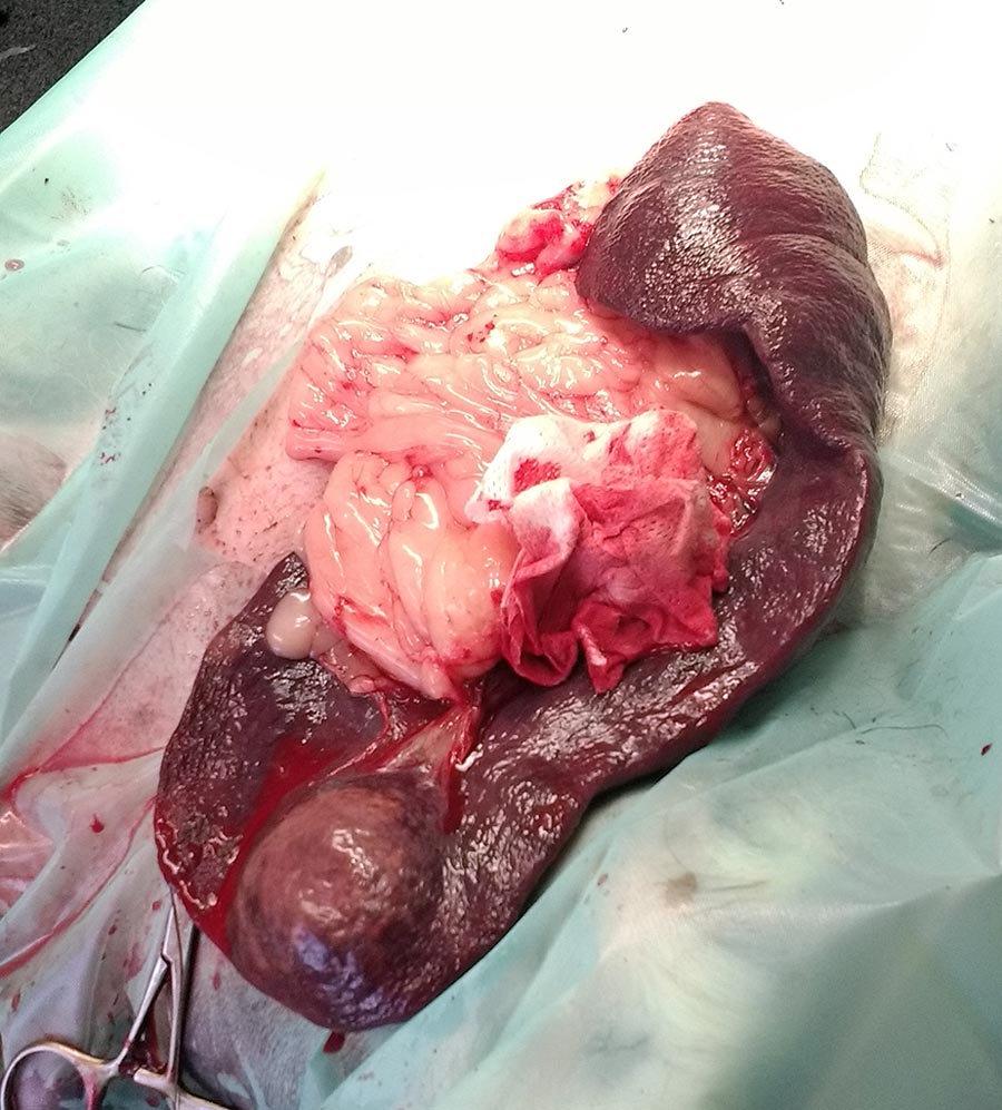 Figure 3. Haemangiosarcoma.