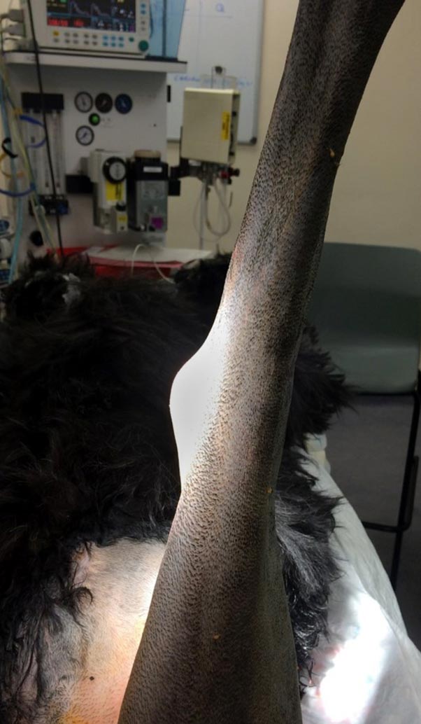 Figure 2. Just prior to surgical stabilisation of the left stifle of an eight-year-old Russian terrier. Note the pronounced medial buttress formation evident. 