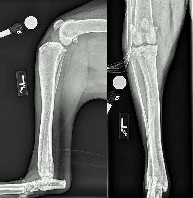 Figure 5. Mediolateral and caudocranial views of the left stifle of a two-year-old large mixed breed dog presenting with a history and physical examination consistent with canine cranial cruciate ligament disease. Note the marked increase in soft tissue opacity present within the stifle joint. A mild amount of soft tissue thickening is also present medial to the stifle. There is mild cranial displacement of the proximal tibia, mild enthesiophytosis present on the distal patella and mild osteophytosis over the proximal femoral trochlea.