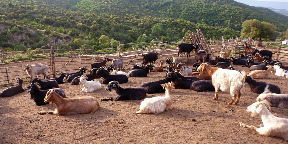 Figure 1. Although the way dairy goats are farmed in Greece is very different from the western European system, we can still learn from their experiences with antibiotic resistance.
