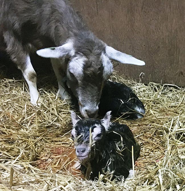 Figure 2. The majority of antibiotics used on dairy sheep and goat farms in the Netherlands were prescribed during spring, suggesting the majority of antibiotics on dairy sheep and goat farms are used during the transition period for the dams and the first few weeks of life for the kids or lambs.