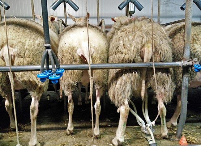 Figure 3. The majority of research on antibiotic resistance (AR) in dairy sheep and goats is done on mastitis pathogens. The main bacterial pathogens are likely to be similar in different countries.