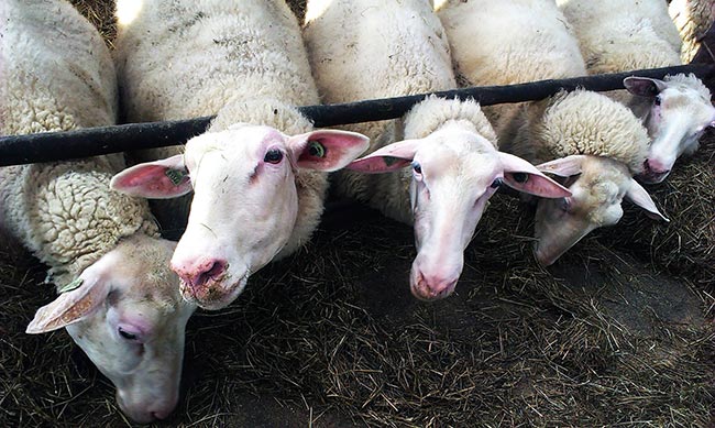 Figure 4. Even though the relative risk of AR in the dairy sheep industry might seem low, it is important vets stay informed and educate farmers on the prudent use of antibiotics.