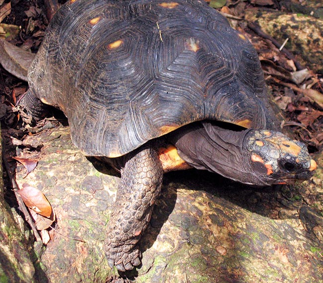 A red-footed tortoises (Chelonoidis carbonaria). IMAGE: Postdlf/Wikimedia Commons.
