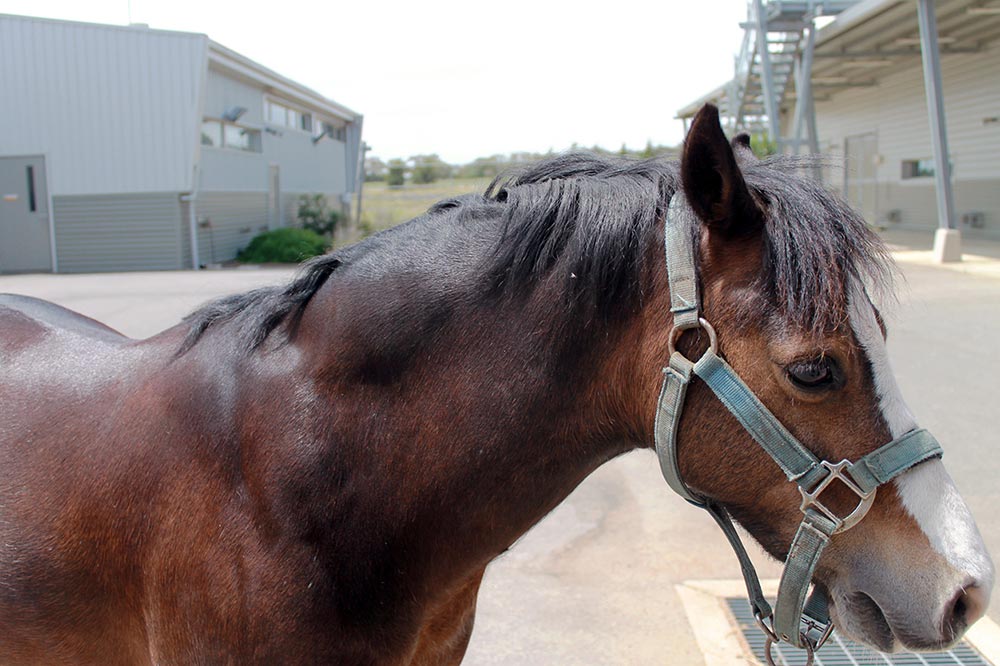 Nuchal crest fat in a horse with equine metabolic syndrome that was also affected by laminitis.