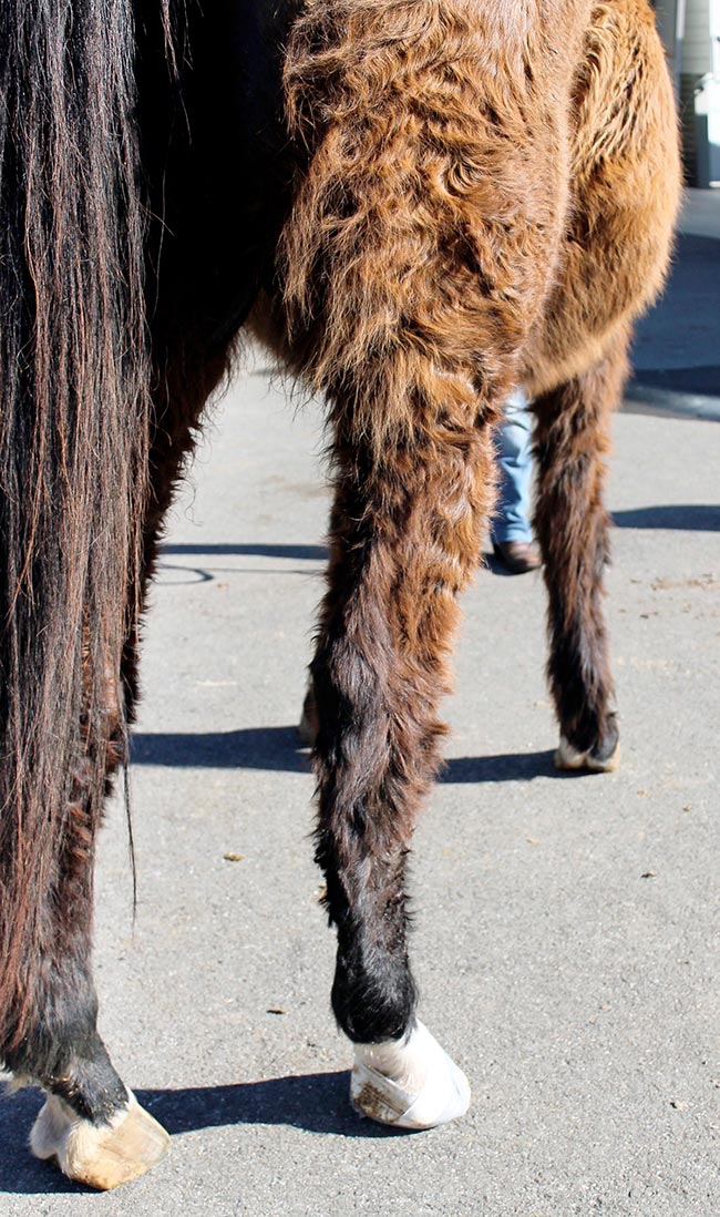 Hypertrichosis and sub-solar abscessation in a 25-year-old horse with pituitary pars intermedia dysfunction. While these cases do not pose a diagnostic challenge, those with more subtle or non-specific clinical signs frequently do. 