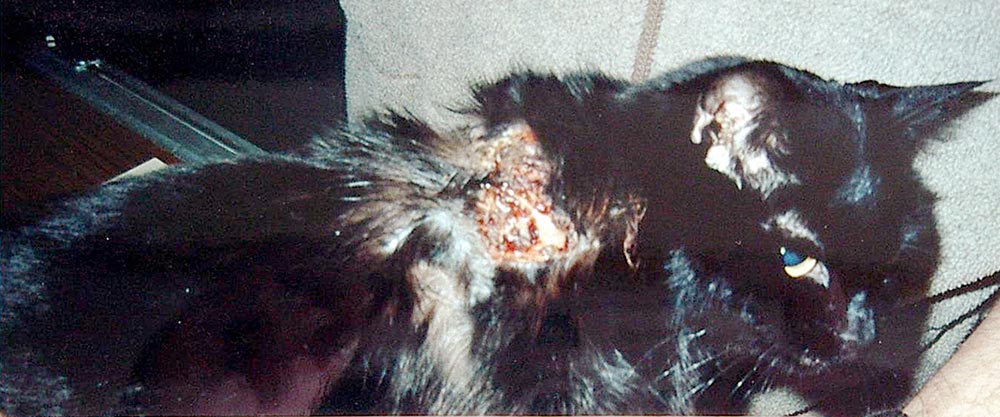 Figure 1. Feline injection site sarcomas are a rare, but life-threatening adverse effect of vaccination.