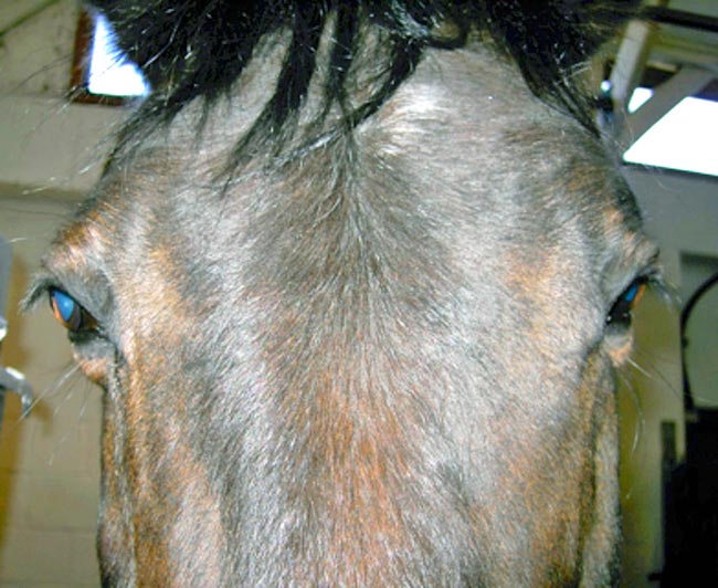 Figure 9. A prominent right globe in a horse with normal intraocular pressure.