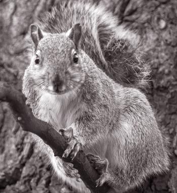Grey squirrels frequently present to vets for treatment, typically after being caught by dogs or involved in road traffic collisions. How would you understand your ethical responsibilities to them, and would these differ from your responsibilities to red squirrels? IMAGE: © Glen Cousquer Photography.