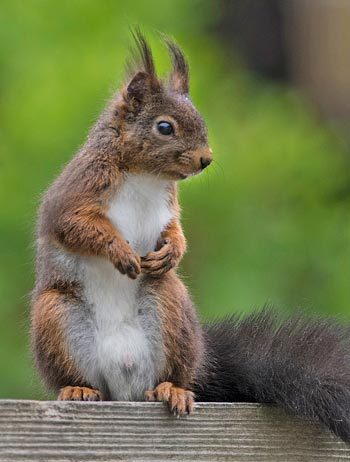Red squirrels are considered to be native to the UK. Their range, however, is limited to certain parts of the country. IMAGE: © Glen Cousquer Photography.