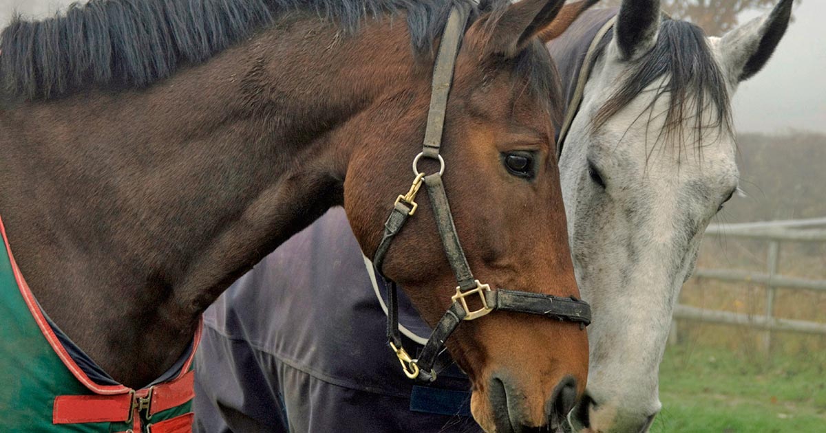 We need to drive the preventive health message to equine yards and ensure they have a biosecurity plan to prevent the introduction and spread of infectious, exotic and notifiable diseases.