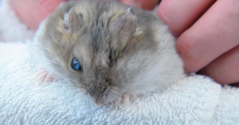 Dwarf hamster vet near sales me