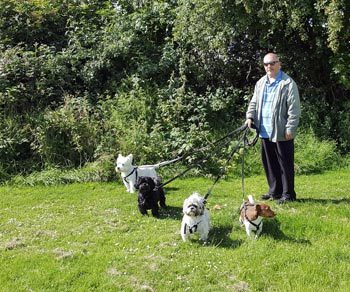 Figure 3. Older owners exercise their dogs as much as younger ones.