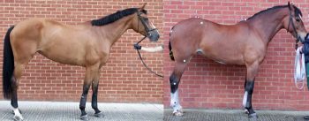 Figure 2. Two sports horses with hindlimb lameness. Both are unbalanced, with the tubera sacrale higher than the withers.