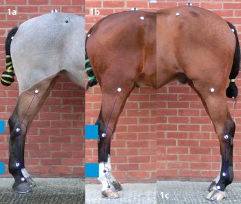 Figure 1. The hindlimbs of three horses with tarsal angles of 154° (1a), 160° (1b) and 162° (1c). The horses in 1a and 1b were control horses, while the horse in 1c had proximal suspensory desmopathy.