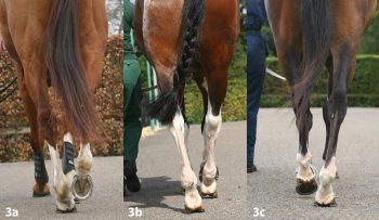 Figure 3. Three horses with hindlimb lameness, captured during the stance phase of the left (3a and 3b) and right (3c) hindlimbs, respectively. The feet have been placed axially and the limbs are loaded at an angle. In real time, the feet rotated slightly during stance, with sideways oscillation of the hocks.