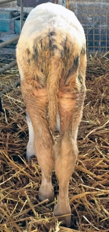 Figure 1. Perineal and hindlimb faecal staining of a calf with severe diarrhoea.