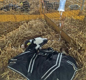 Figure 2a. A scouring calf receiving IV fluid therapy, isolated in a well-bedded pen. Following a further five days of additional electrolyte feeds, it made a full recovery.