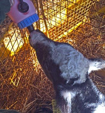 Figure 2b. This calf was able to stand and suckle (inset) after two hours. Following a further five days of additional electrolyte feeds, it made a full recovery.