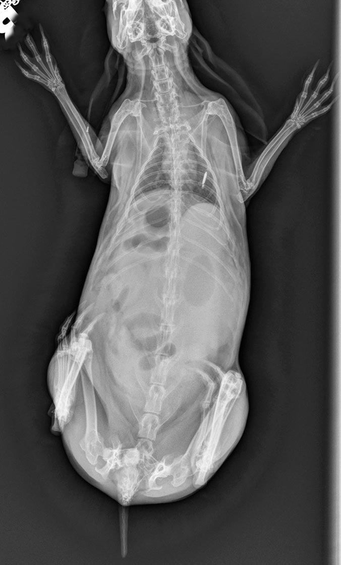 Figure 1a. Dorsoventral radiograph demonstrating gastric and intestinal dilation.