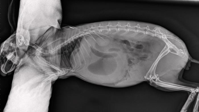 Figure 1b. Lateral radiograph demonstrating gastric and intestinal dilation.