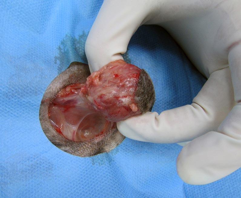 Figure 2. Mammary tumours show higher prevalence in male guinea pigs compared to females.