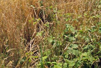 Figure 4. An English summer meadow displaying a wide variety of grass seed species.