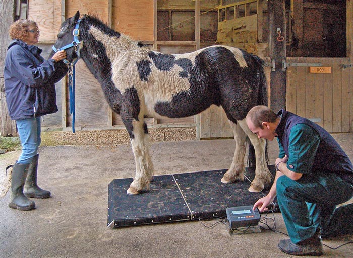 Figure 2. The use of portable weighbridges is extremely useful in monitoring horses on weight loss programmes.