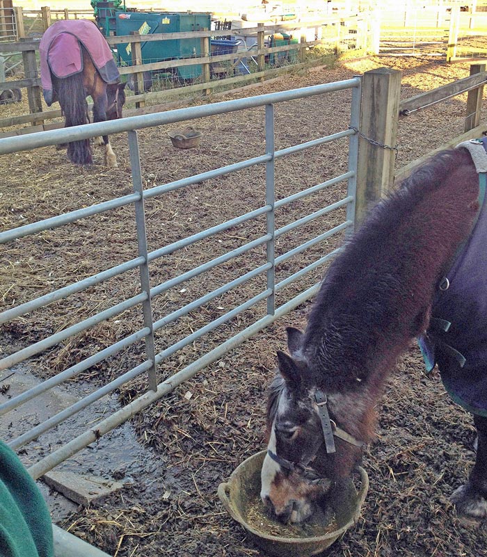 Figure 3. Turnout on to areas of sand or wood chip enables the diet to be controlled fully – something that cannot be achieved with turnout on pasture.