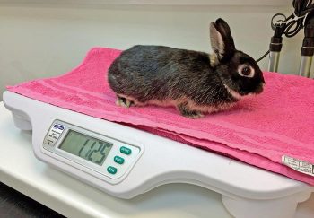 Figure 3. A rabbit’s bodyweight should be checked regularly with the age of the animal and physiological state taken into consideration. If the animal is found to be overweight, a weight management plan should be started.