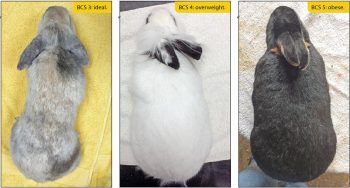 Figure 1. A rabbit’s body condition score (BCS) should be assessed at home and at the clinic. The shape of the rabbit should be considered, and the ribs, spine and rump palpated for evaluation. If the bones are not easily palpated due to the increased SC fat thickness, the BCS is certainly either 4 or 5.