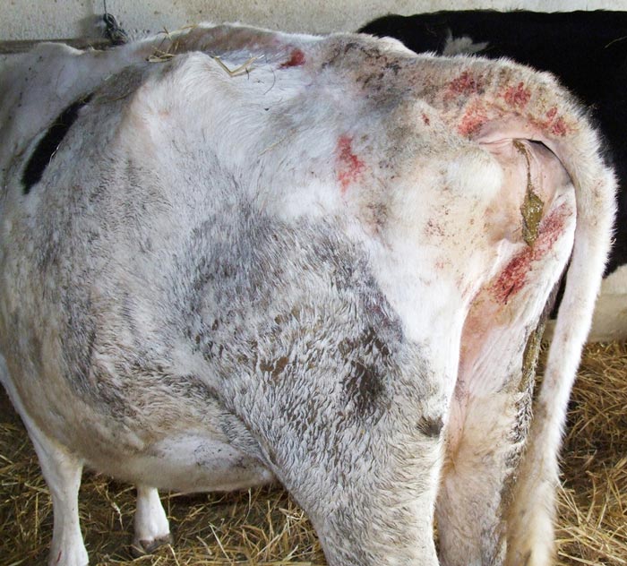 Figure 3. Severe chorioptic mange in a dairy herd.