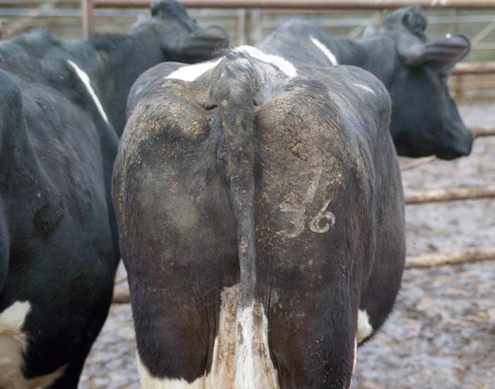Figure 5. Sarcoptic mange with lesions over the tailhead and escutcheon in a dairy herd.