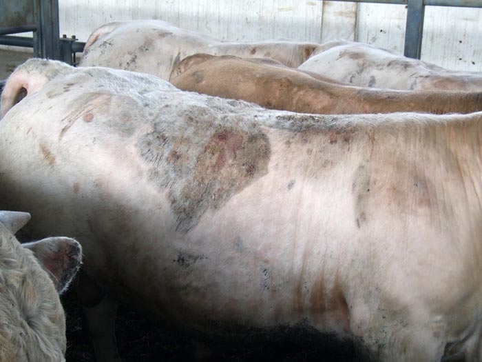 Figure 6. Psoroptic mange in Charolais cattle.