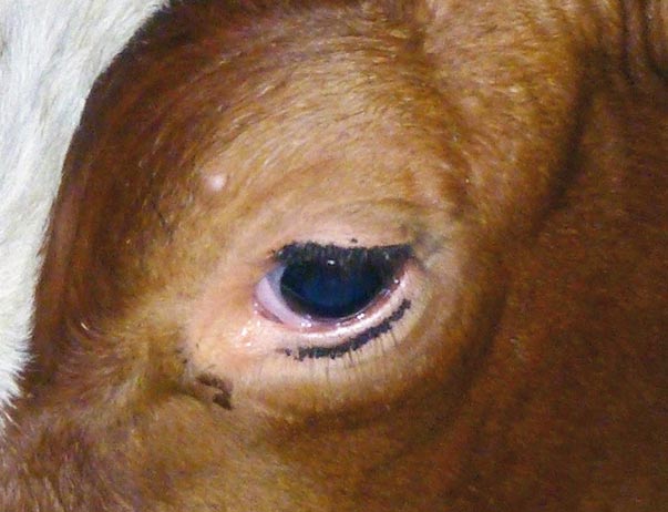 Figure 7. Sucking lice Haematopinus eurysternus around the eye of a dairy cow.