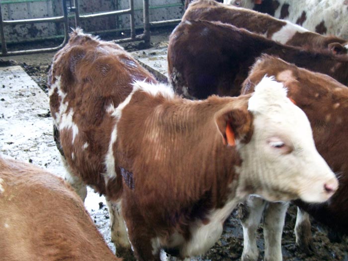 Figure 8. Biting lice infestation showing hair loss and excessive licking.