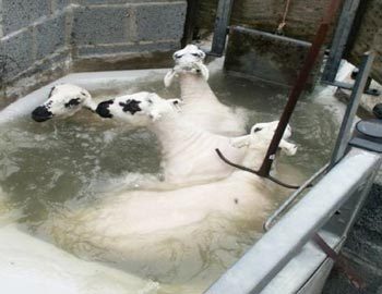 Figure 2. Sheep must be plunge dipped for one minute. During this time, diazinon is actively absorbed into the skin/wool grease.