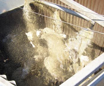 Figure 3. Showers submit sheep to a deluge of ectoparasiticide wash, aiming to soak the entire fleece to skin level. A full fleece may prevent the effective control of scap (Psoroptes ovis) or chewing lice (Bovicola ovis).