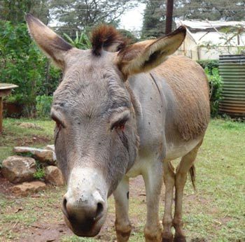 Figure 1. A donkey with marked facial oedema due to an African horse sickness virus infection. IMAGE: The Donkey Sanctuary Kenya.
