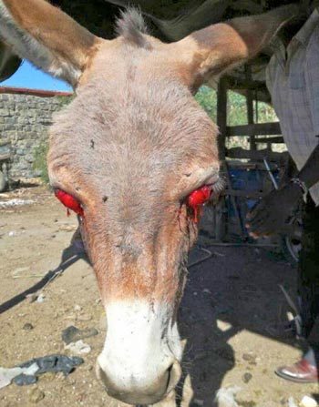 Figure 2. Donkey with periocular haemorrhages and chemosis due to infection with African horse sickness virus. IMAGE: The Donkey Sanctuary Kenya.