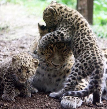Amur leopards with cubs. IMAGE: Phillipa Dobbs.