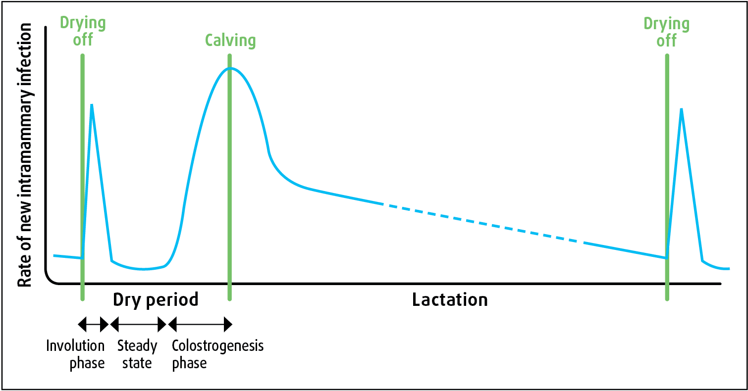 Figure 2. New infection rates of mastitis alter during the dry period and lactation.