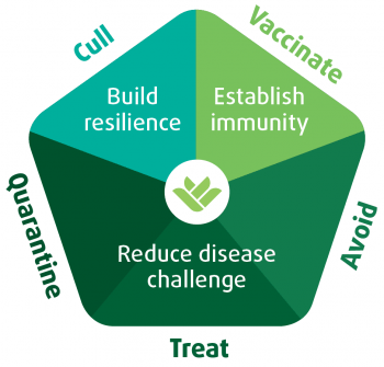 Figure 4. The five-point plan is the recognised industry standard for use in the control of both foot rot and CODD on-farm.