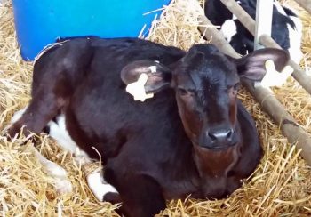 Figure 5. White tag and test tag in calf.