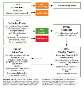 Figure 3. Protocol to eliminate BVD using the ADAM acronym (from BVD Free England).
